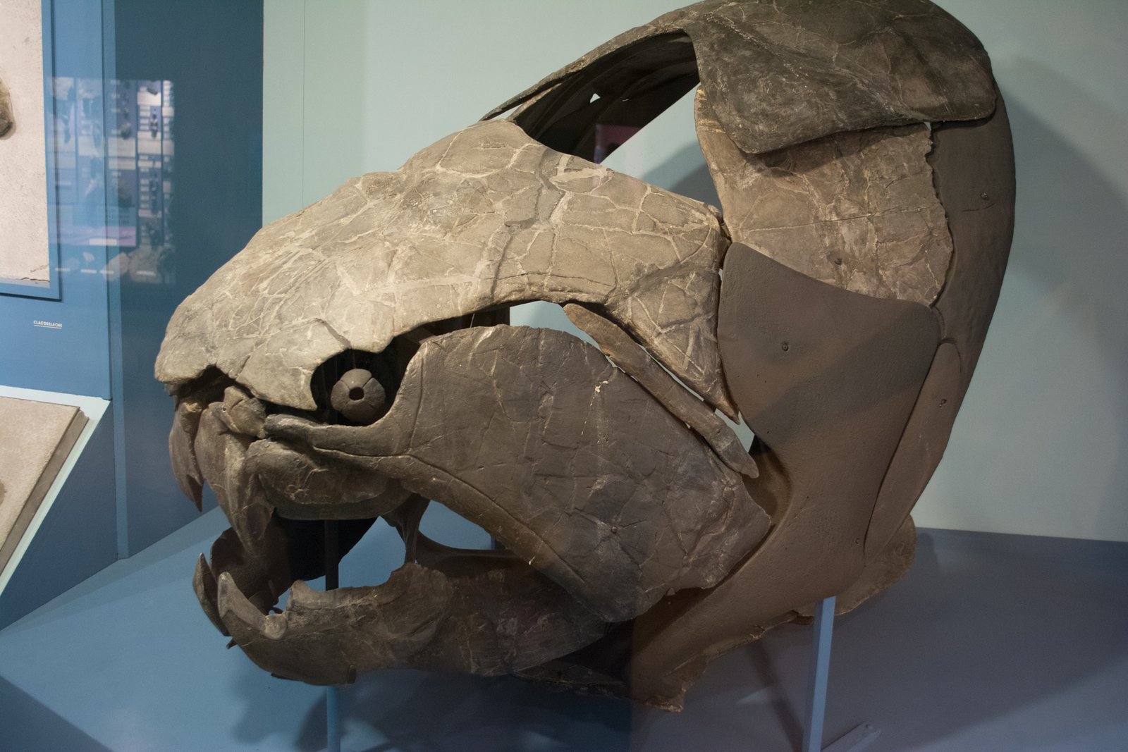 Why Texas Was a Hotspot for Prehistoric Life (image credits: wikimedia)