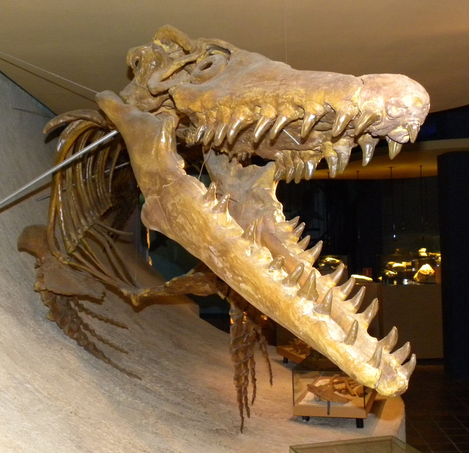 The Monsters Beneath the Waves: Mosasaurs (image credits: wikimedia)