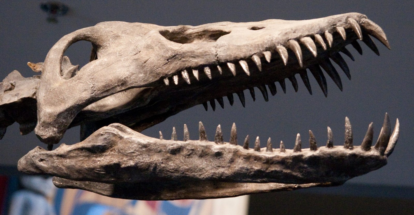 Plesiosaurs: The Long-Necked Legends (image credits: wikimedia)