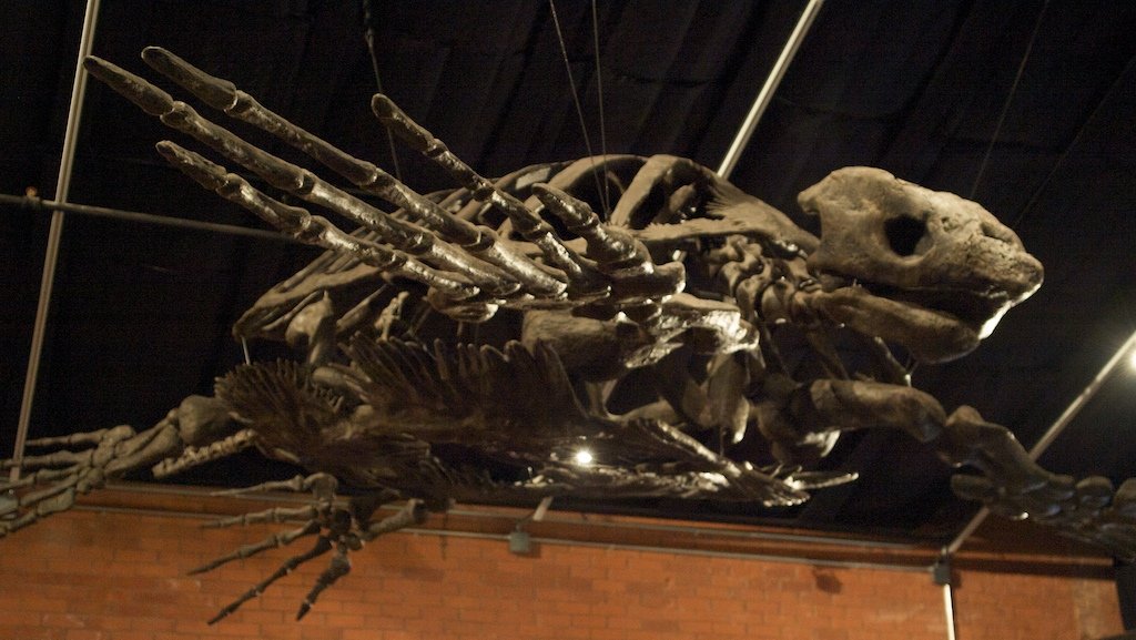 Giant Turtles: Armored Titans of the Sea (image credits: wikimedia)