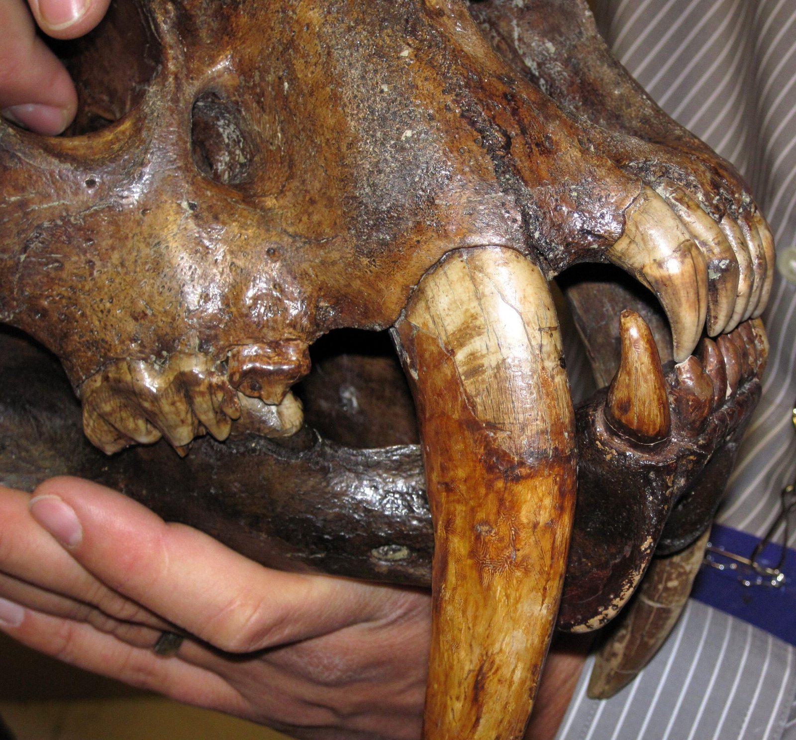 The Mystery of Enchodus: The Saber-Toothed Fish (image credits: wikimedia)
