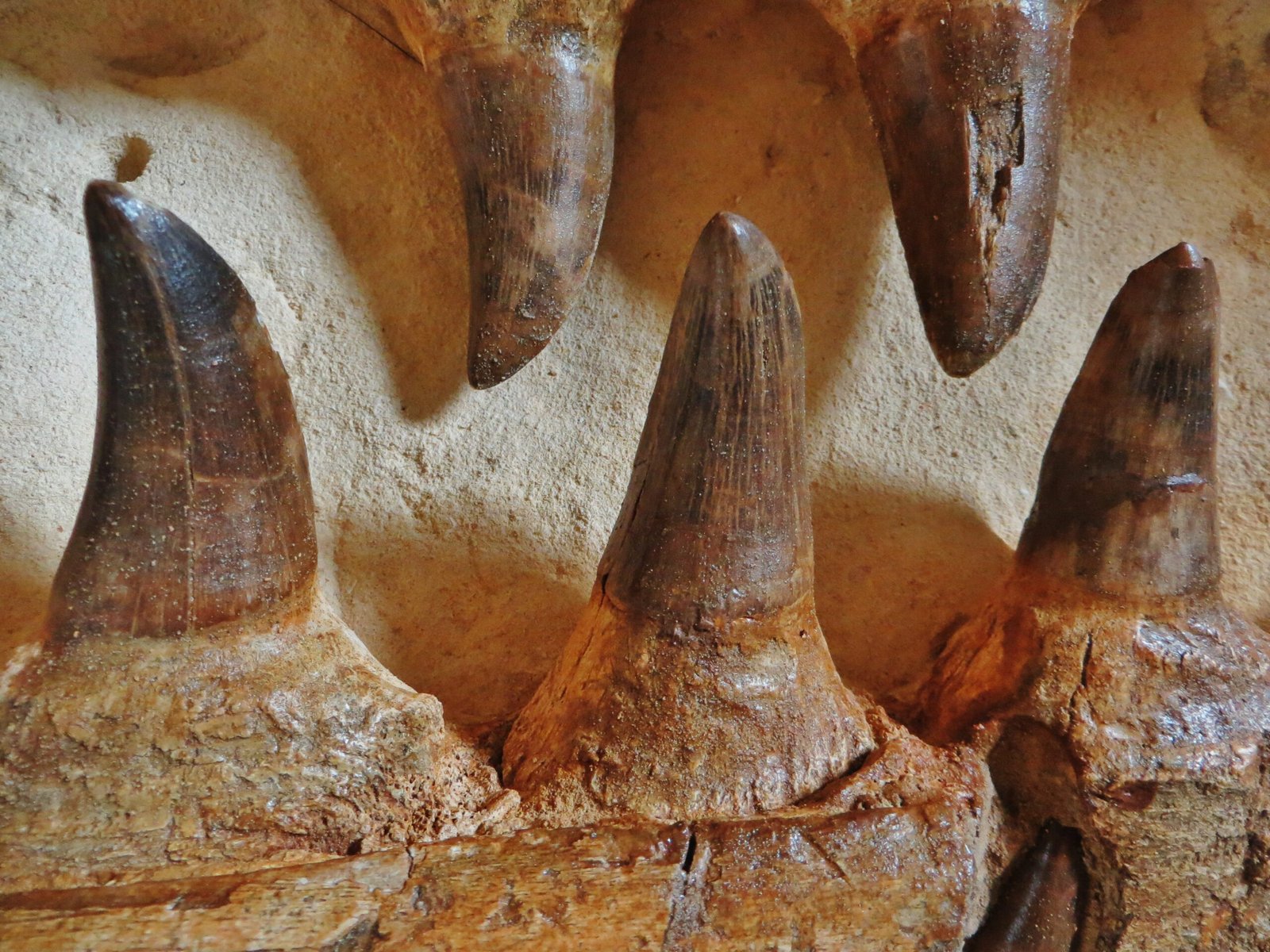 Evidence in Stone: The Teeth That Tell the Tale (image credits: wikimedia)