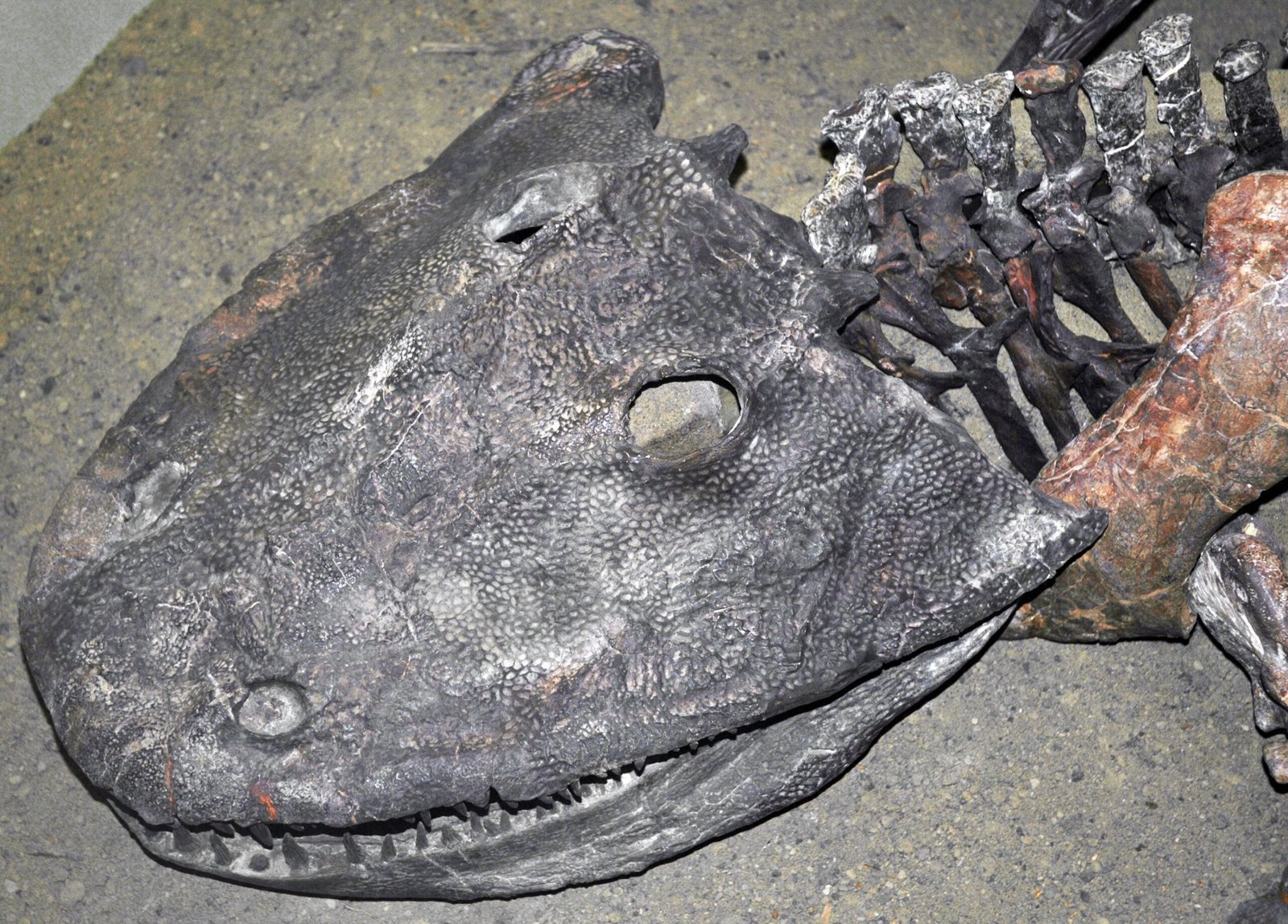 Why Texas Fossils Matter to Science (image credits: wikimedia)
