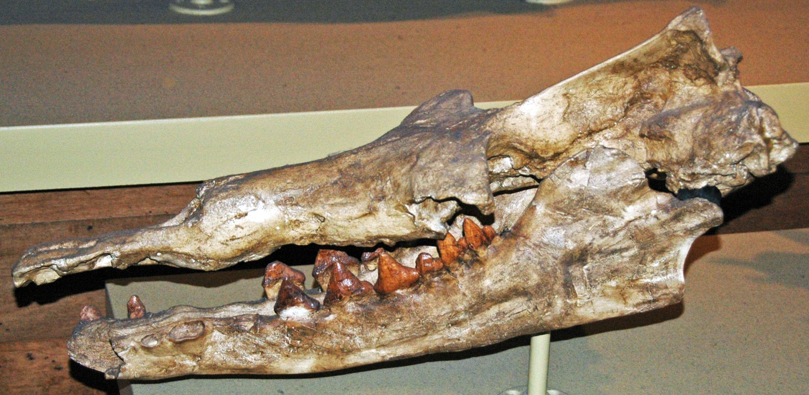 The Power of Imagination: Bringing Ancient Texas to Life (image credits: wikimedia)