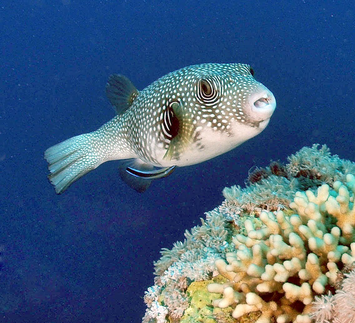 Meet the White-Spotted Pufferfish (image credits: wikimedia)