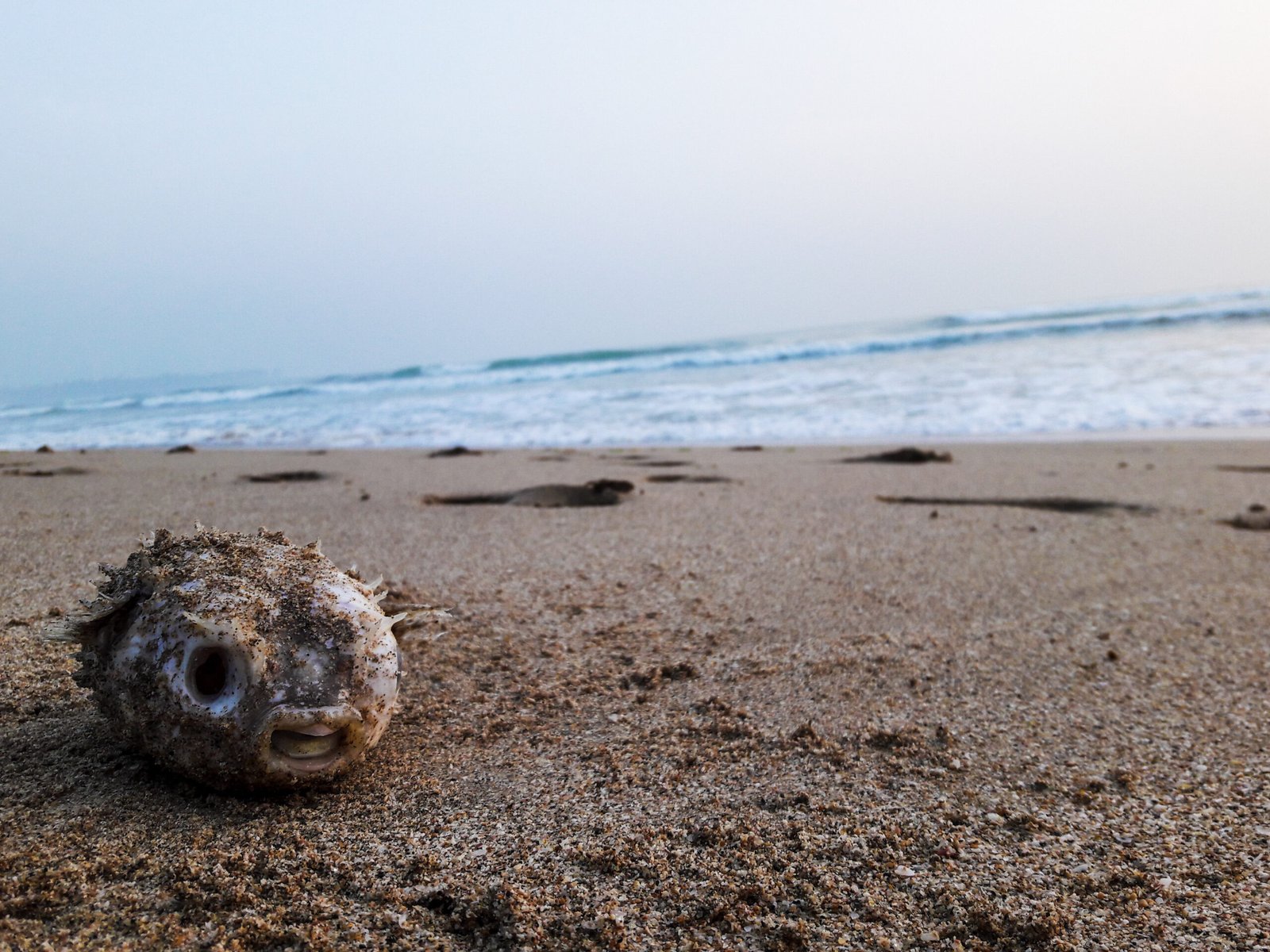 Nesting and Egg-Laying Rituals (image credits: wikimedia)