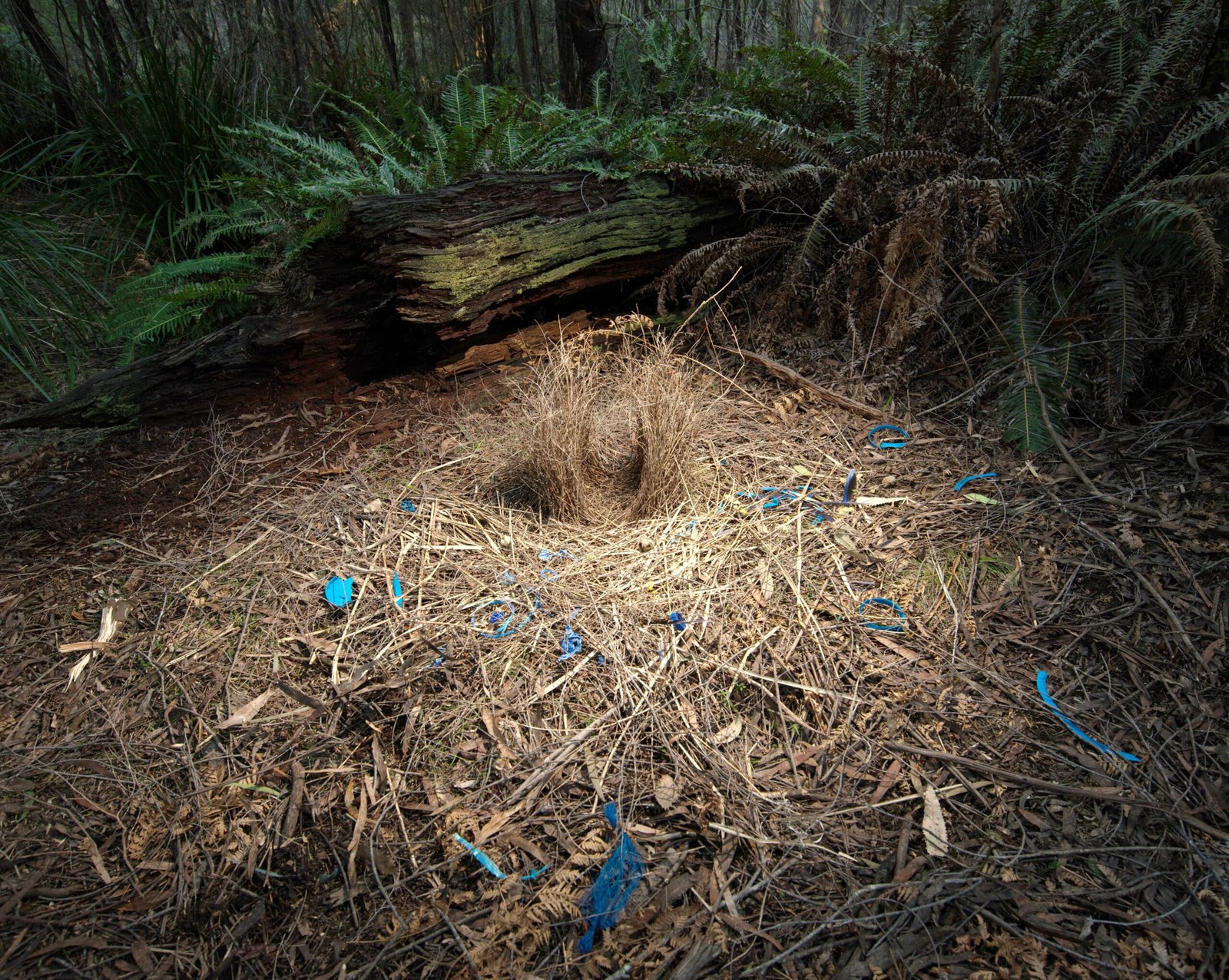 Comparisons with Other Animal Architects (image credits: wikimedia)