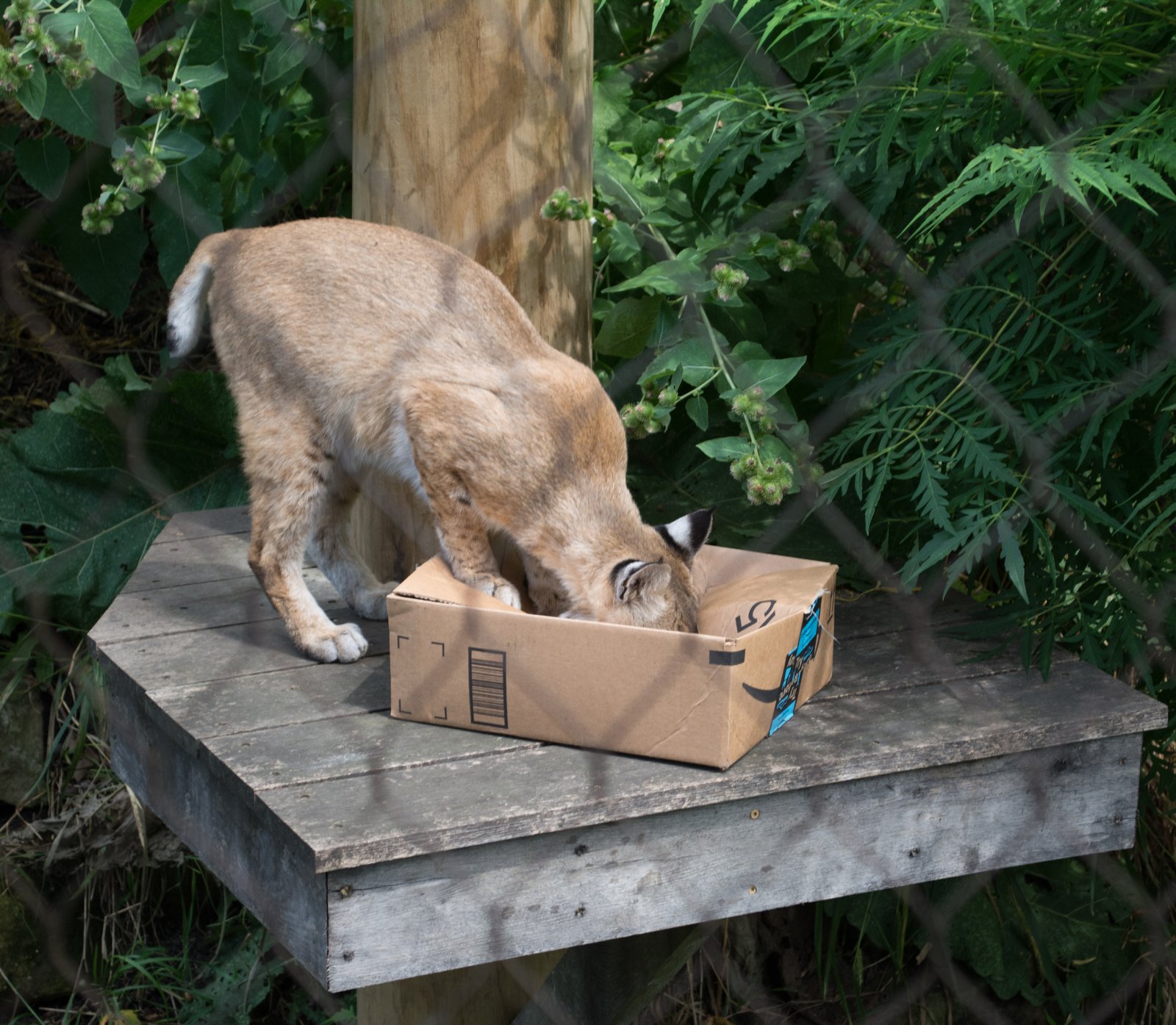 Health Benefits: Physical and Mental (image credits: wikimedia)