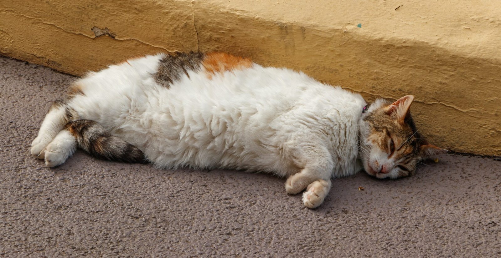 Why Cats Sometimes Ignore Boxes (image credits: wikimedia)