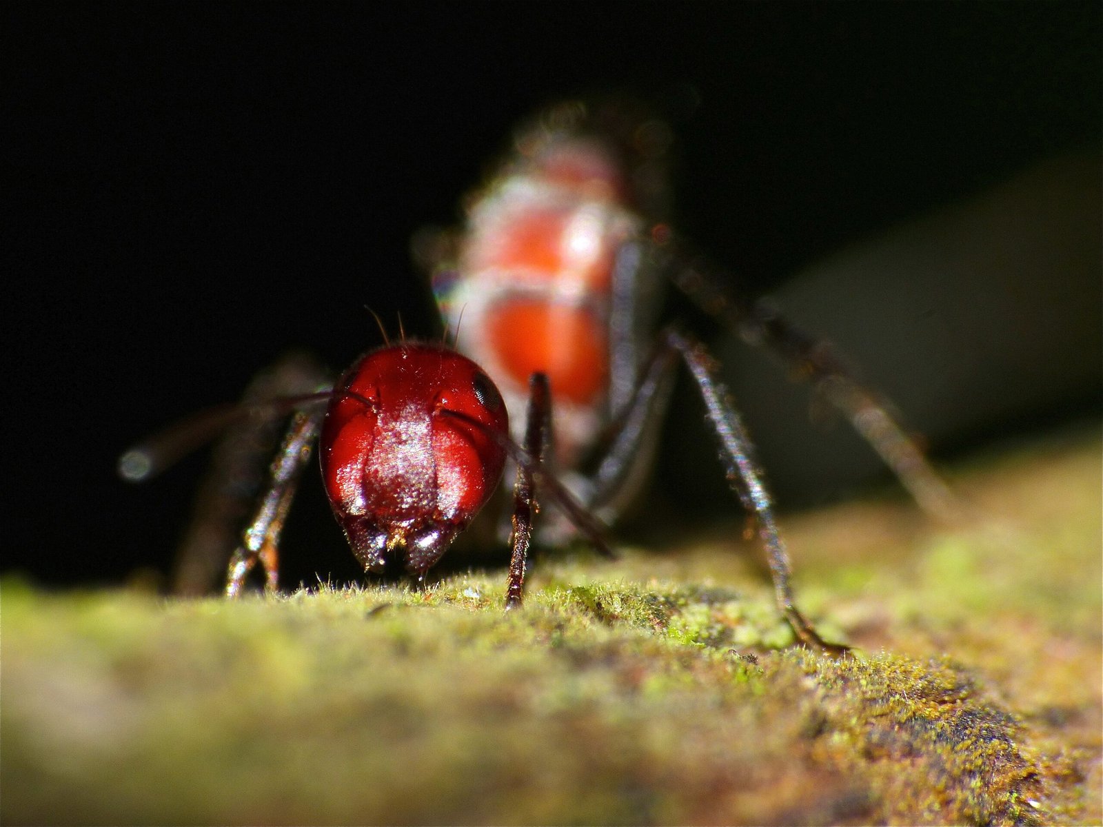 The Bizarre World of Exploding Ants (image credits: wikimedia)