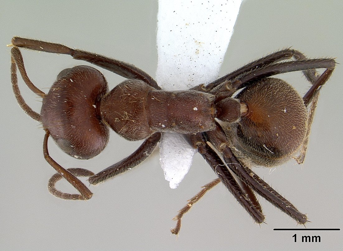 Meet Colobopsis Saundersi: The Star of Sacrifice (image credits: wikimedia)