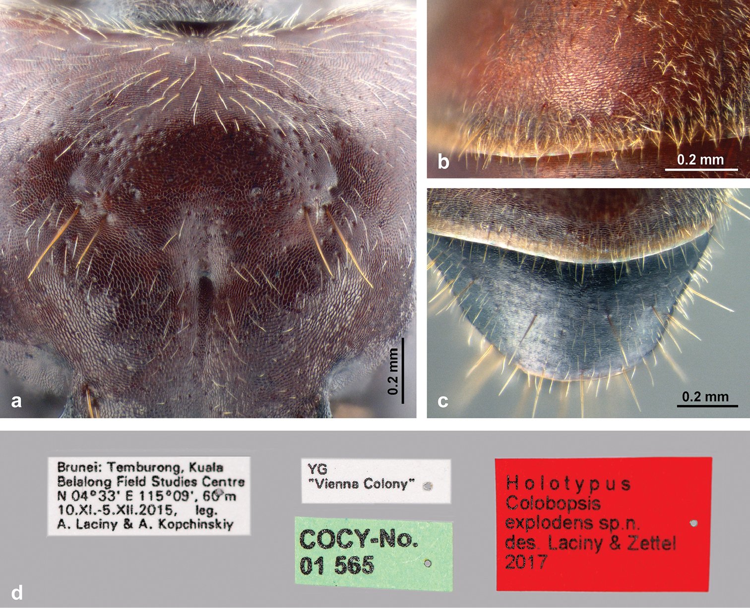 A Closer Look at the Ant’s Anatomy (image credits: wikimedia)