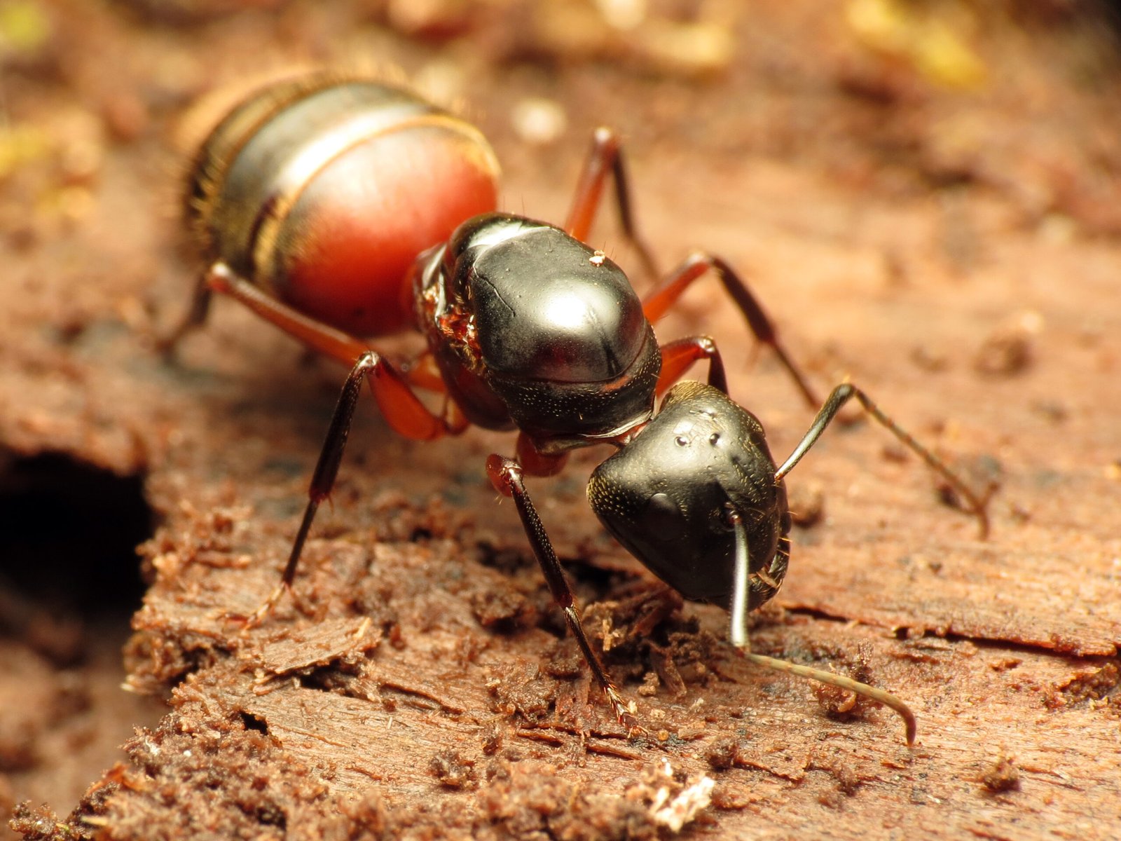 The Sticky Substance: Nature’s Superglue (image credits: wikimedia)