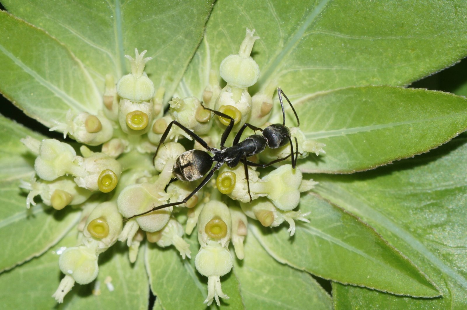 Scientists’ Quest to Understand Exploding Ants (image credits: wikimedia)