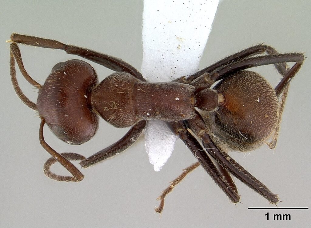 This Ant Explodes Its Own Body to Defend the Colony