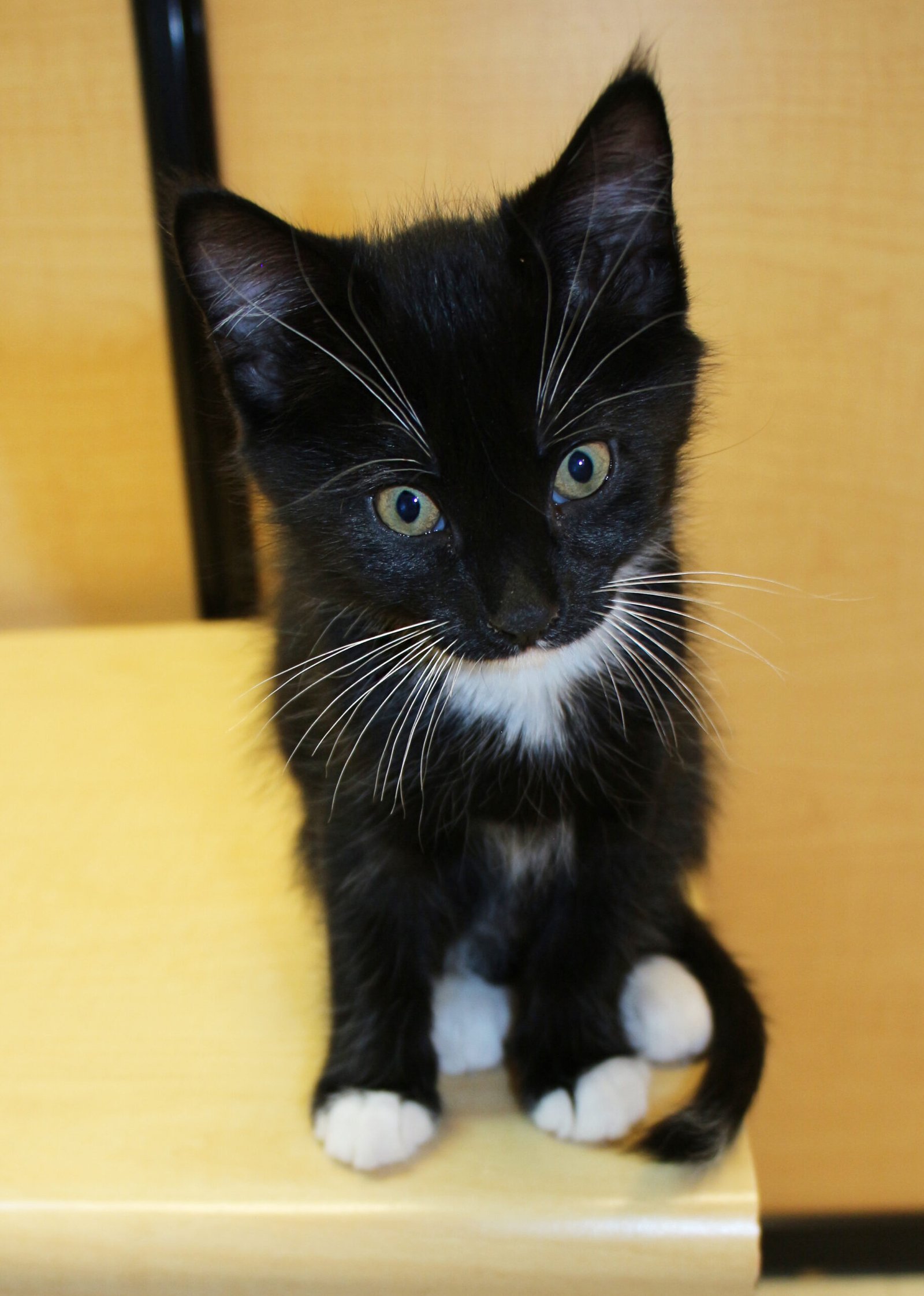 The Science Behind Emotion Recognition in Pets (image credits: wikimedia)