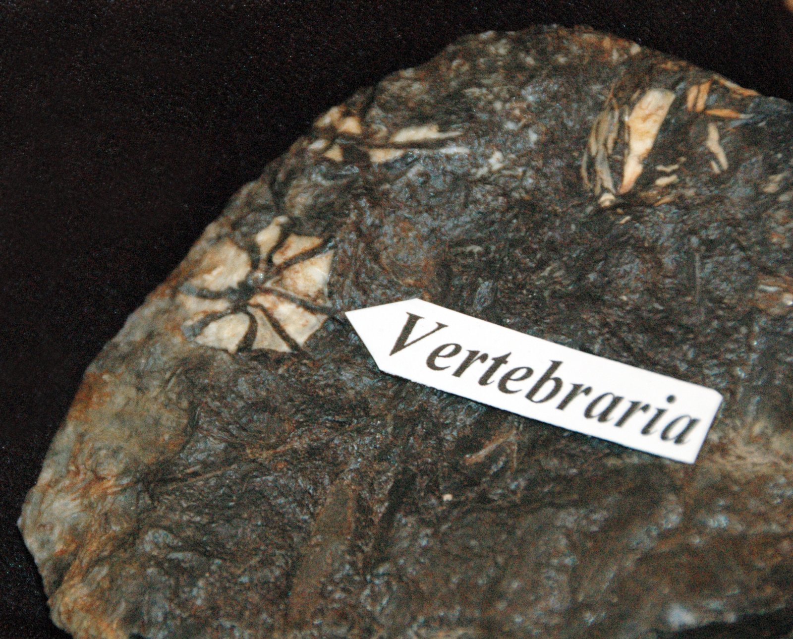 The First Clues: Fossil Discoveries That Changed Everything (image credits: wikimedia)