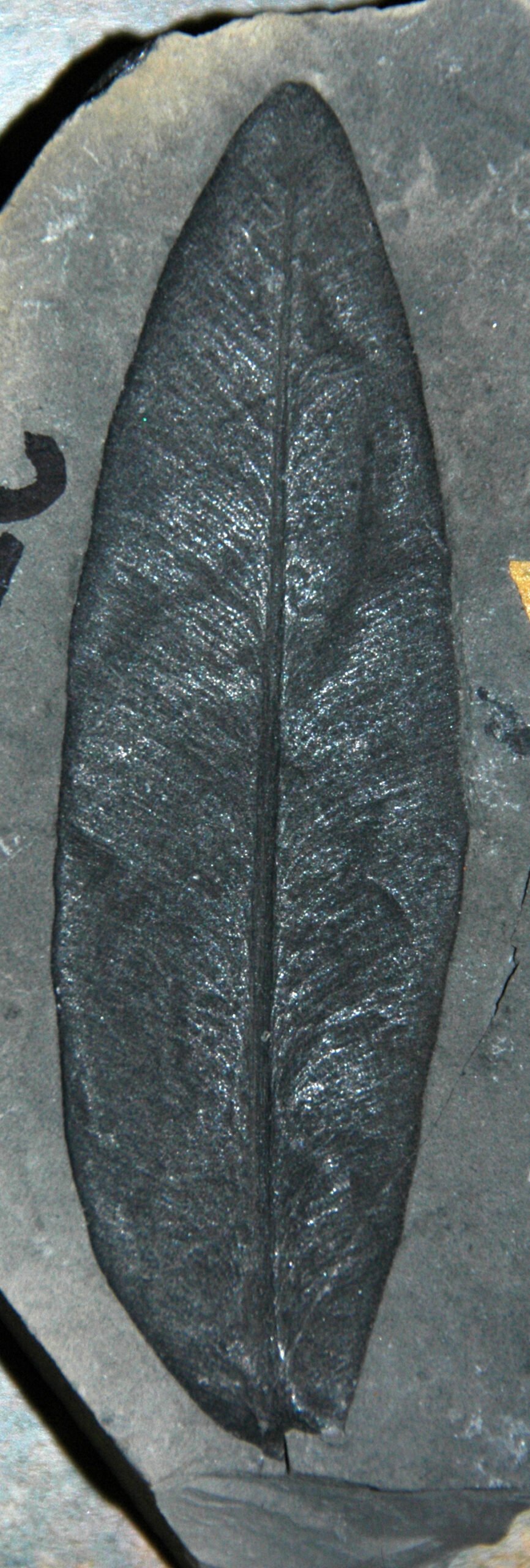 Giant Ferns and Mighty Trees: The Fossilized Flora (image credits: wikimedia)