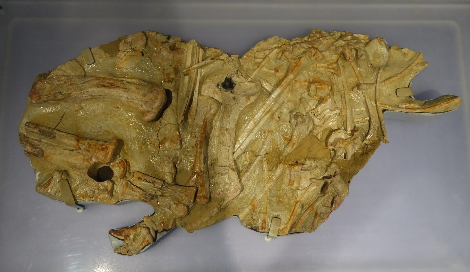 Dinosaurs of the South Pole: Antarctic Animal Fossils (image credits: wikimedia)