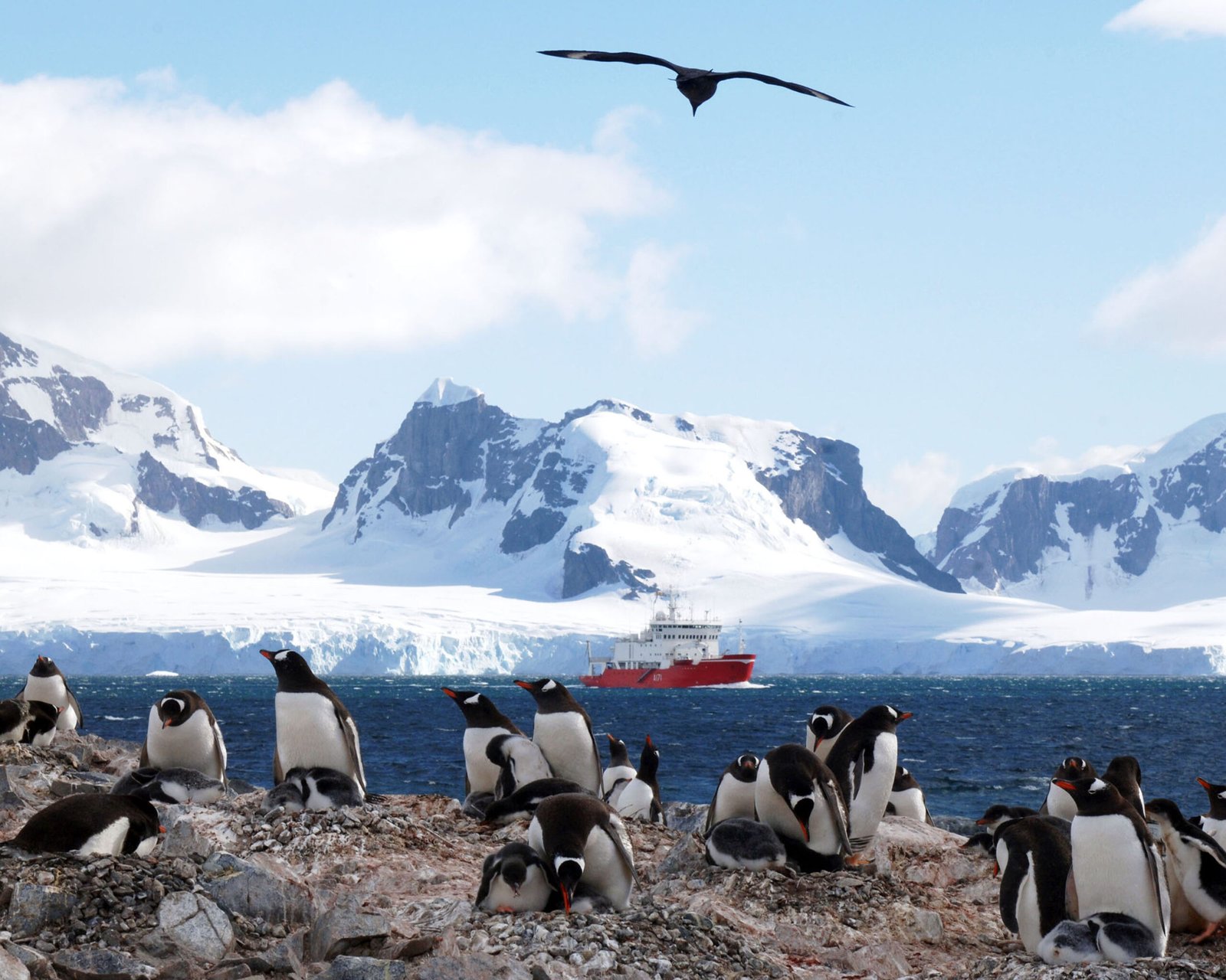 Life in the Polar Night: How Did Plants and Animals Survive? (image credits: wikimedia)