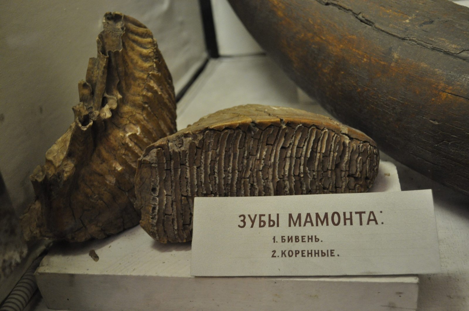 Frozen in Time: The Importance of Antarctic Fossils (image credits: wikimedia)
