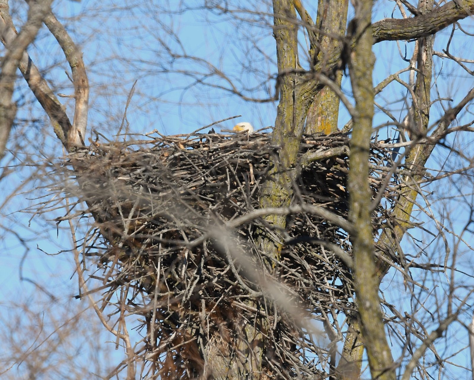 Nesting Programs: Hands-On Hope (image credits: wikimedia)