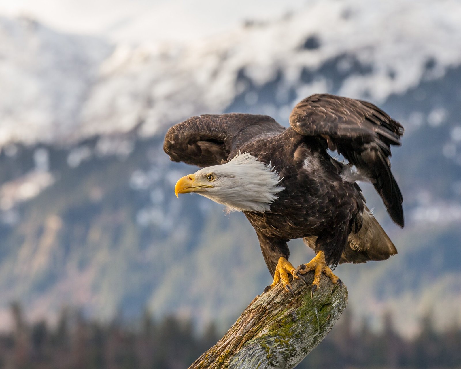 Watching Eagles Today: A Thrill for All (image credits: wikimedia)