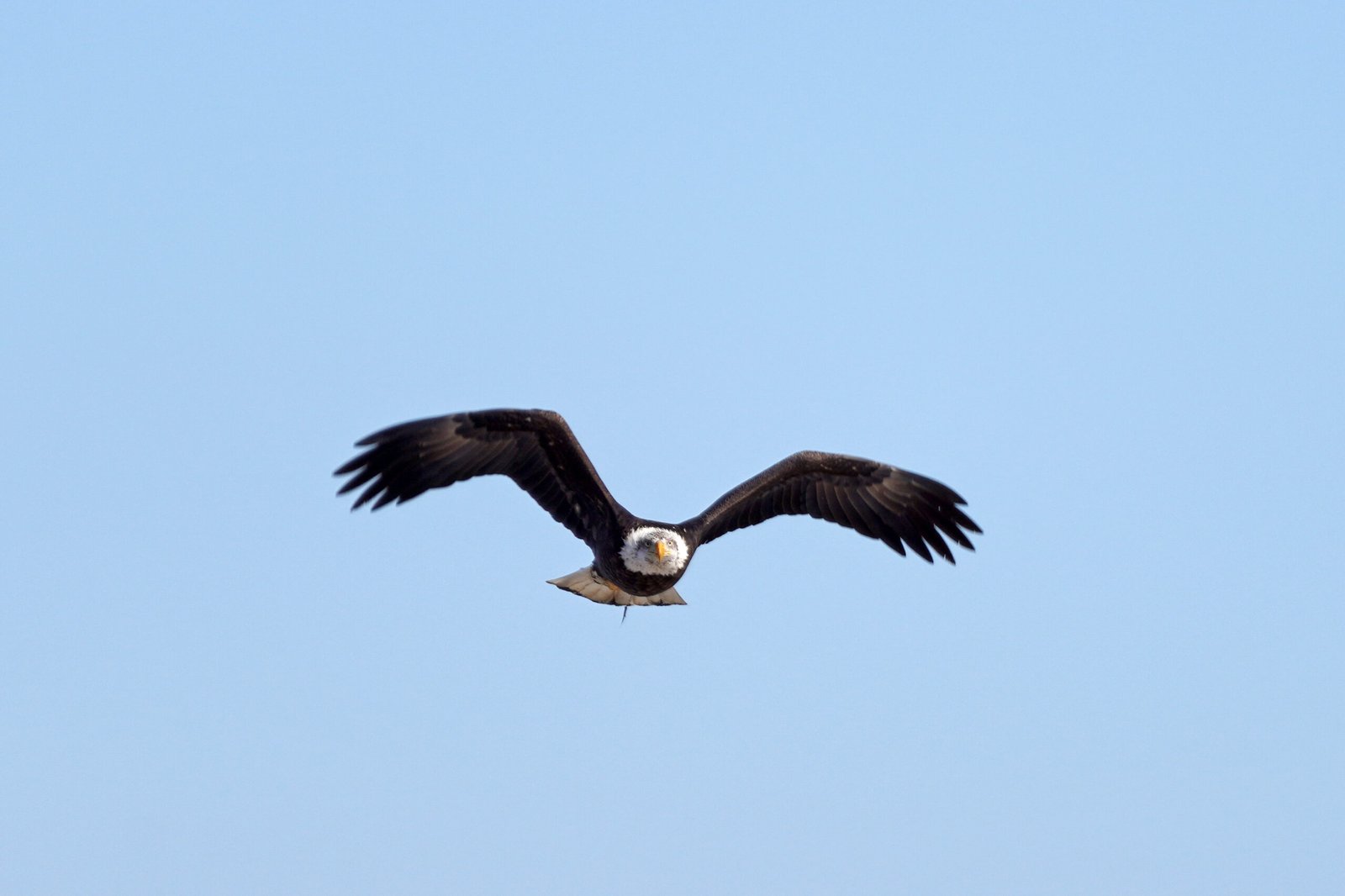 Lessons Learned: Hope for Other Species (image credits: wikimedia)