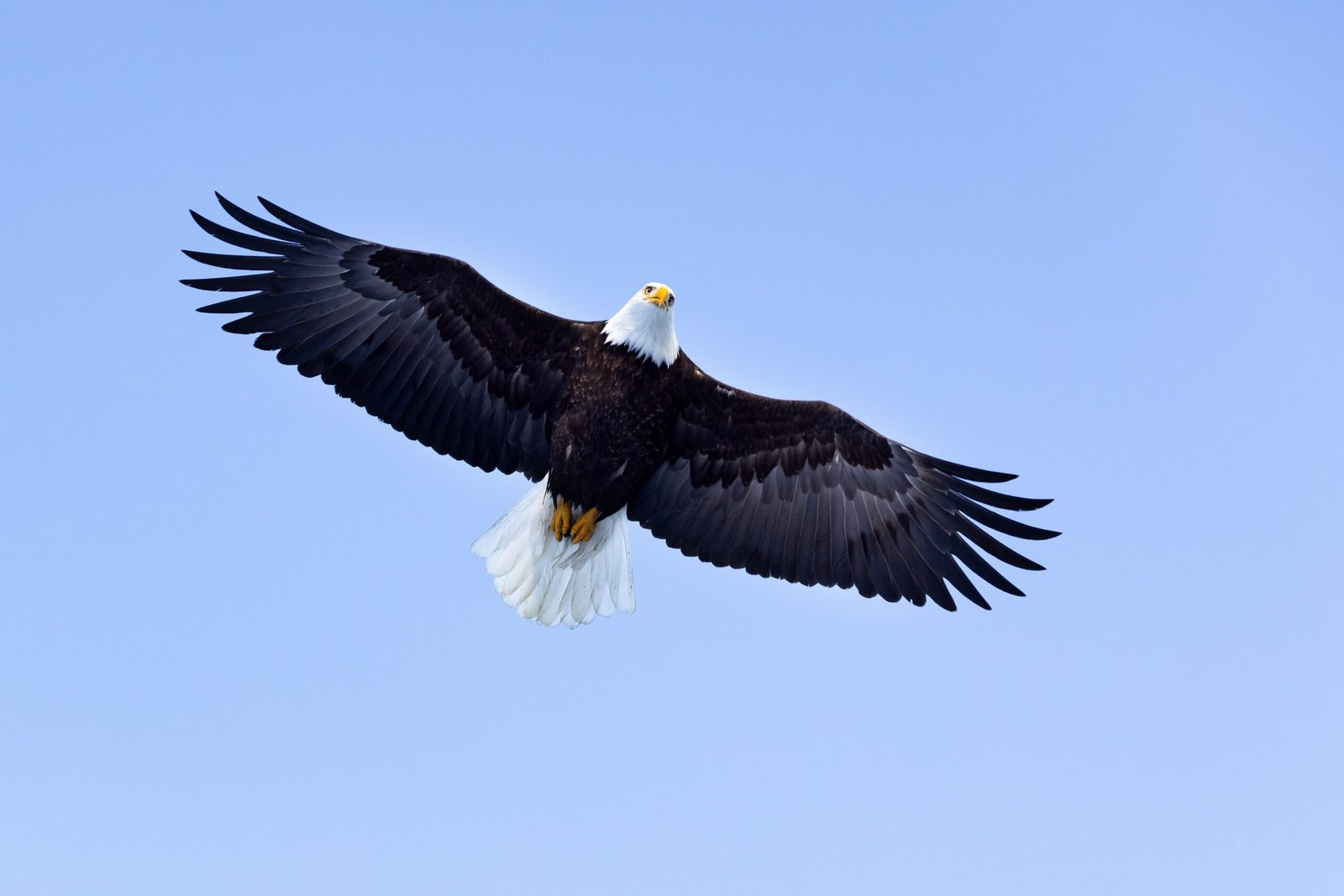 Reflections on Resilience (image credits: wikimedia)