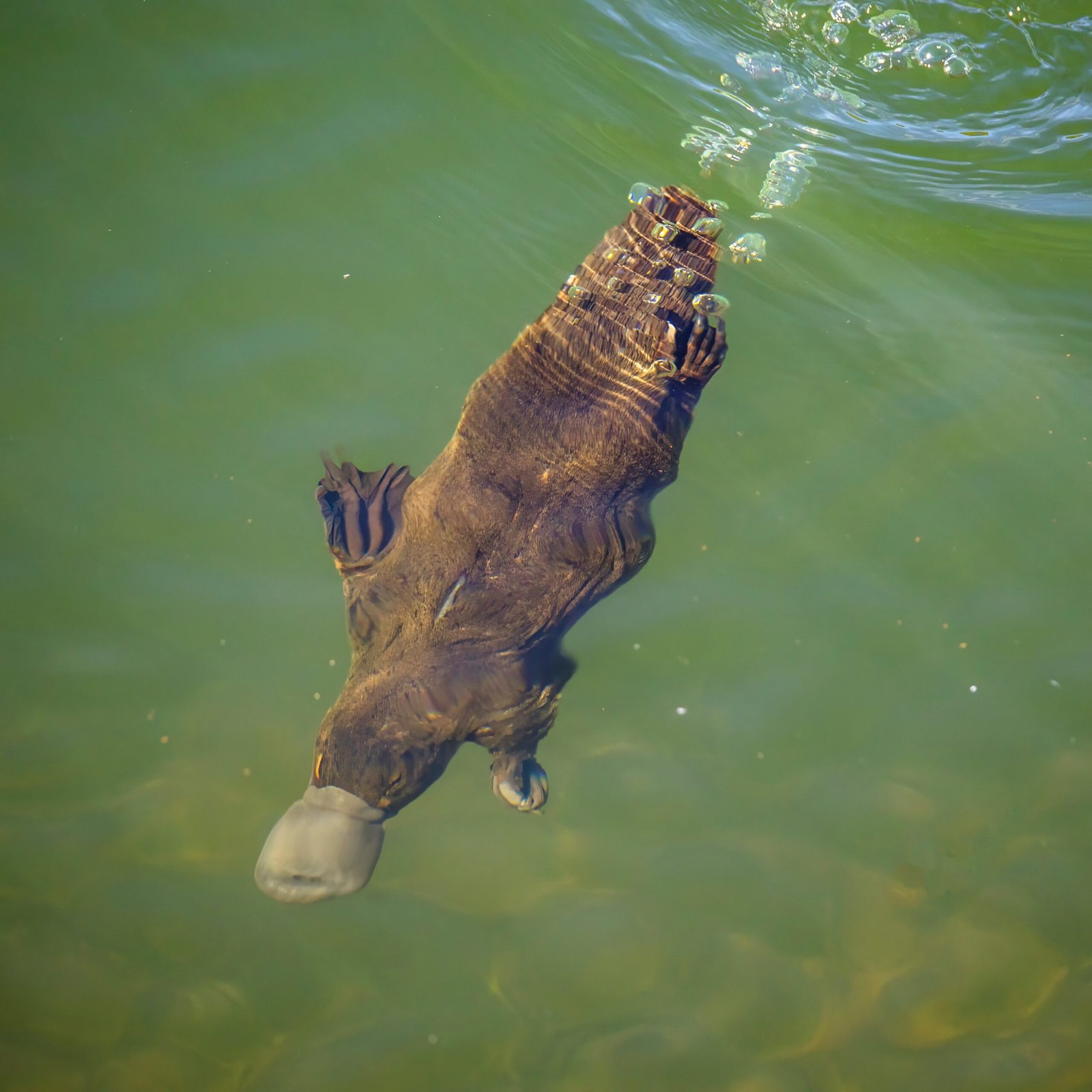 Sealing the Ears: No Eavesdropping Below the Surface (image credits: wikimedia)