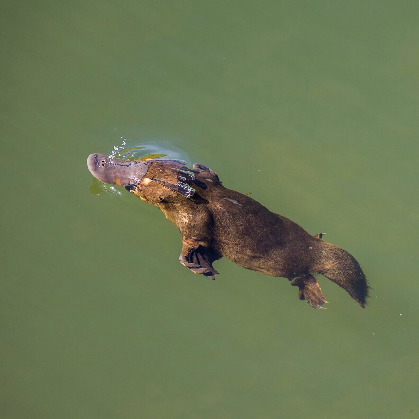 Why Shut Down All Senses? Evolution’s Masterstroke (image credits: wikimedia)