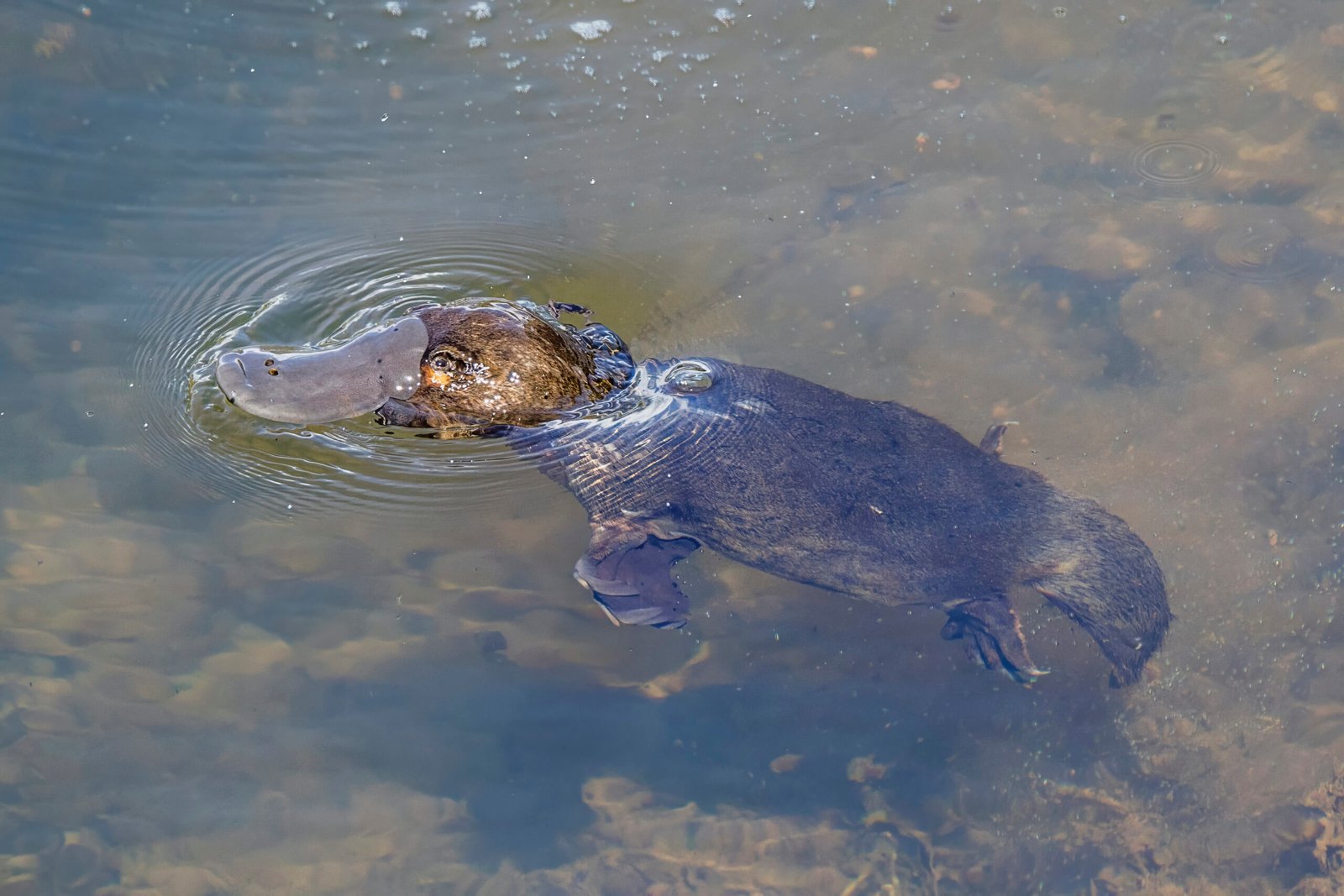 Hunting in the Dark: The Platypus’s Foraging Routine (image credits: wikimedia)