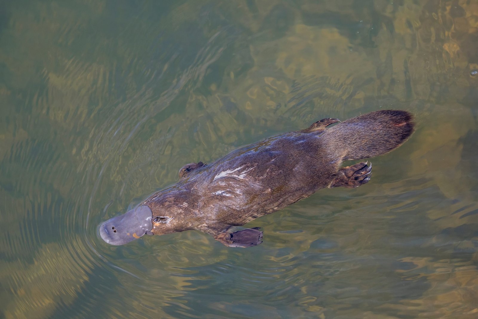 Platypus Adaptations: Masters of Aquatic Life (image credits: wikimedia)