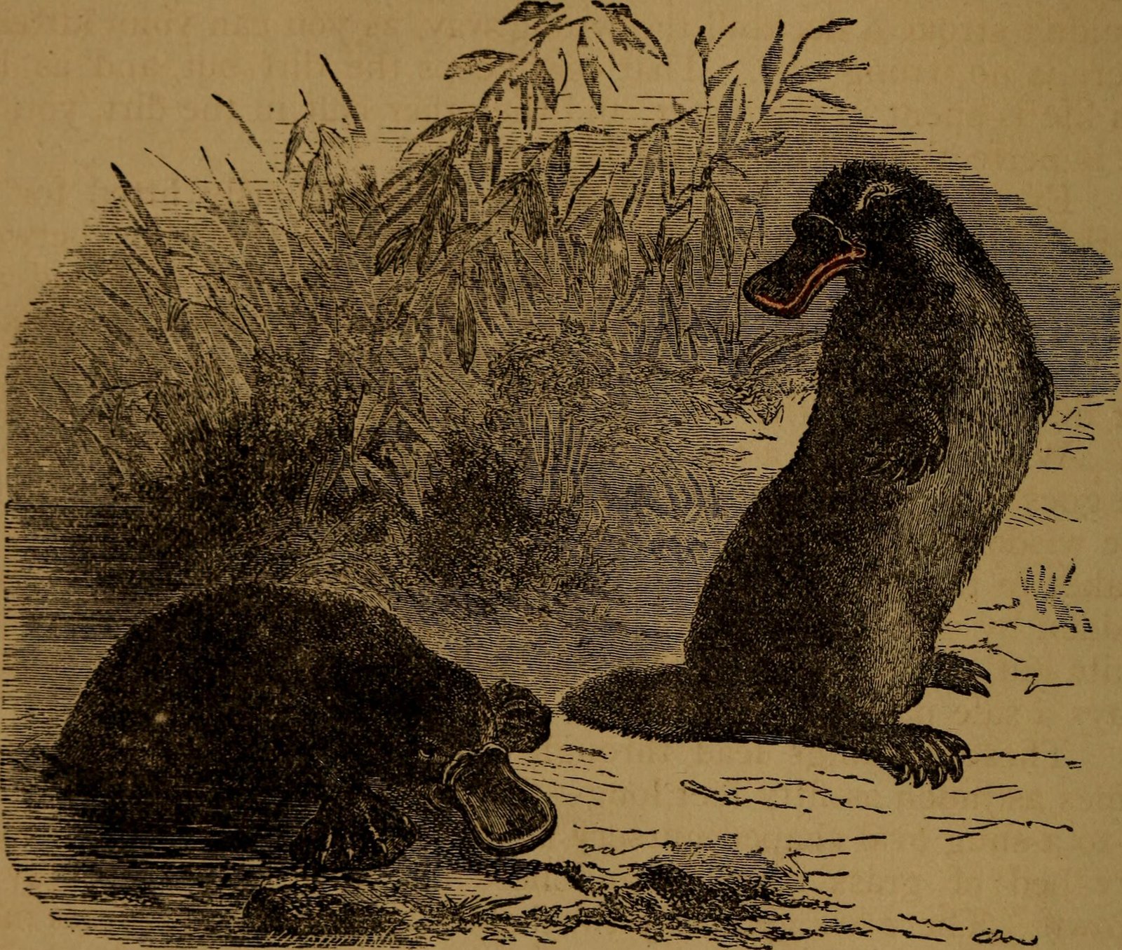 Young Platypuses: Learning to Submarine (image credits: wikimedia)