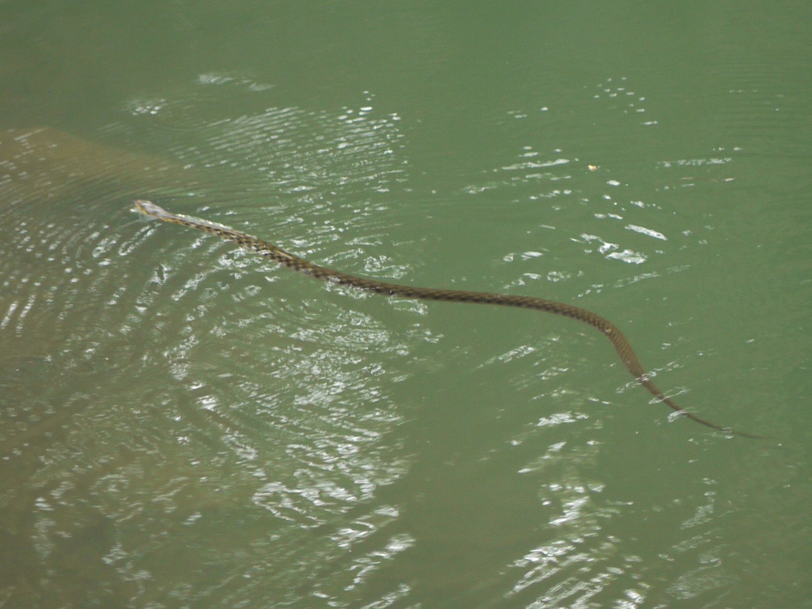 Predators and Threats: The Need for Stealth (image credits: wikimedia)