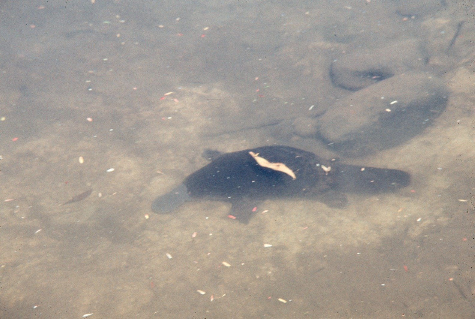 Platypus Communication: Above and Below Water (image credits: wikimedia)