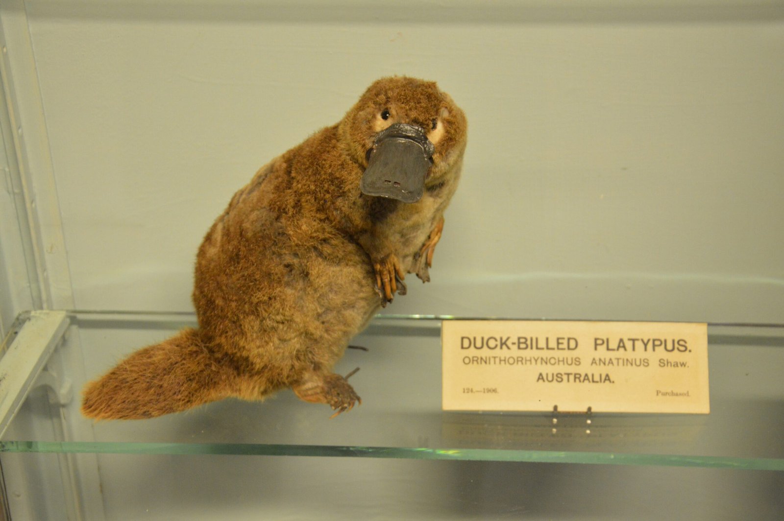 Platypus Sleep and Rest: A Unique Schedule (image credits: wikimedia)