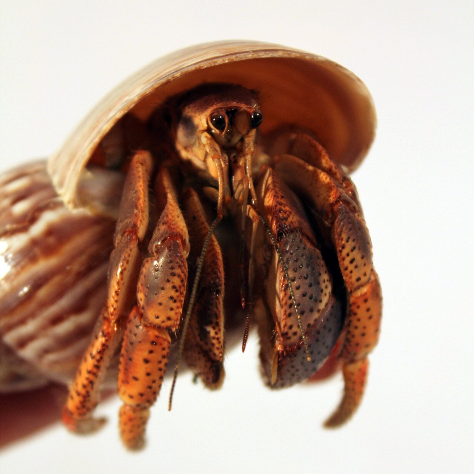 The Hermit Crab’s Eternal Search for Shelter (image credits: wikimedia)