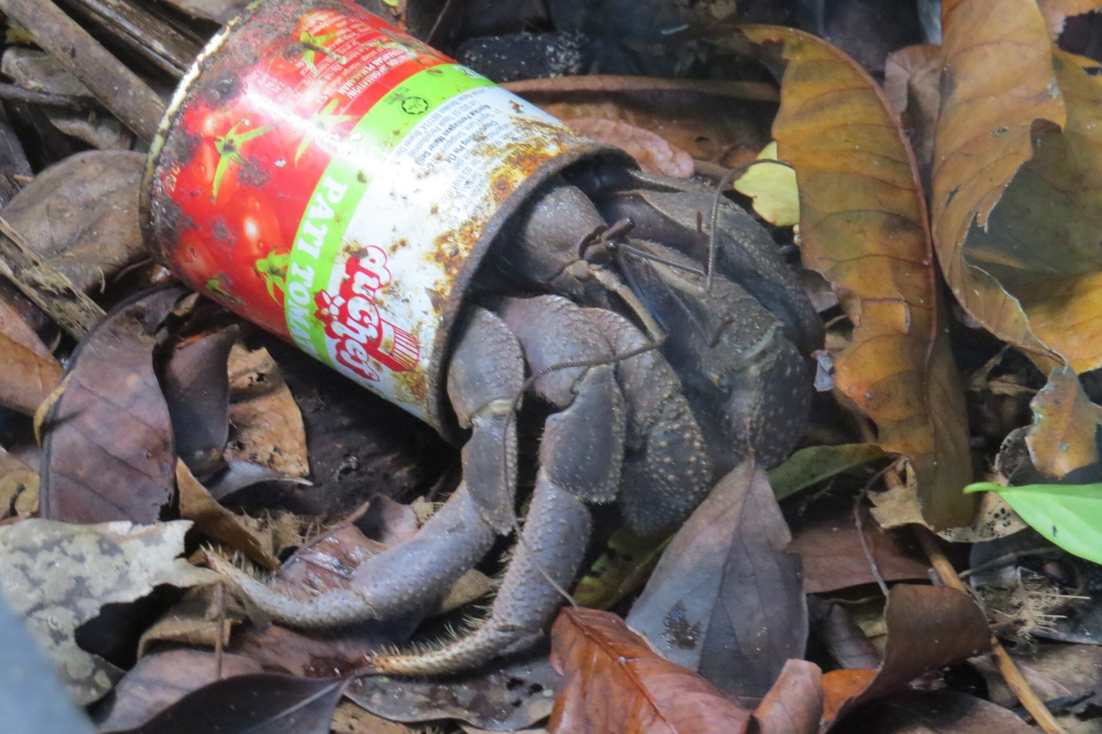 Trash on the Shore: Unexpected Opportunities (image credits: wikimedia)