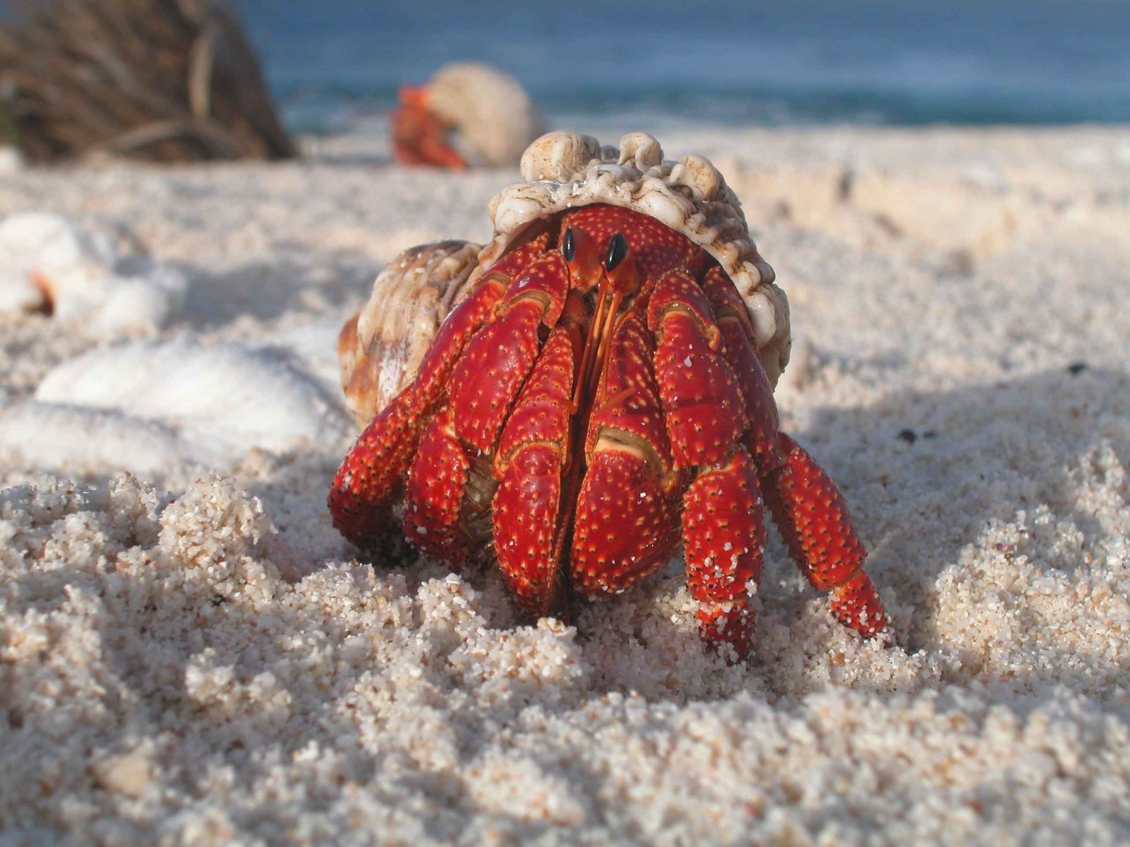 The Science of Selection: How Crabs Choose Their Hats (image credits: wikimedia)