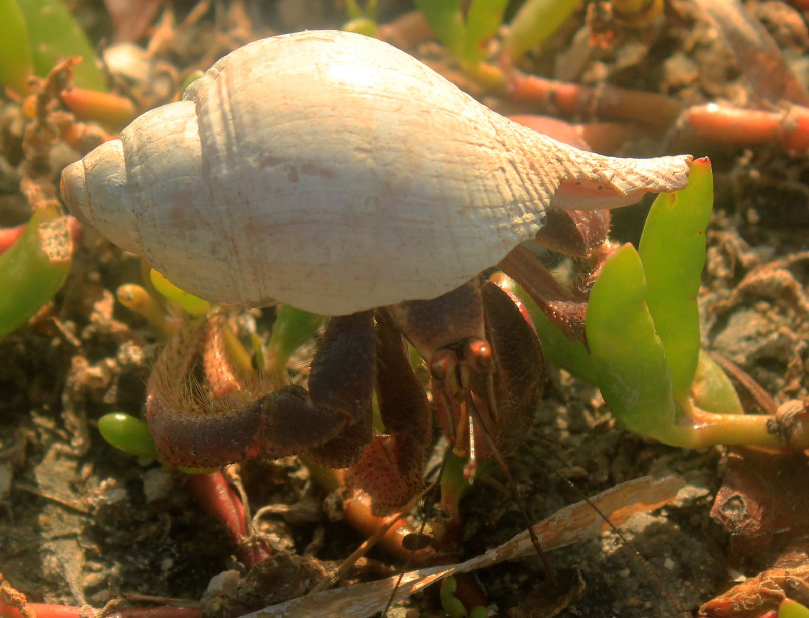 Ingenious Problem-Solvers: Crabs and Tool Use (image credits: wikimedia)