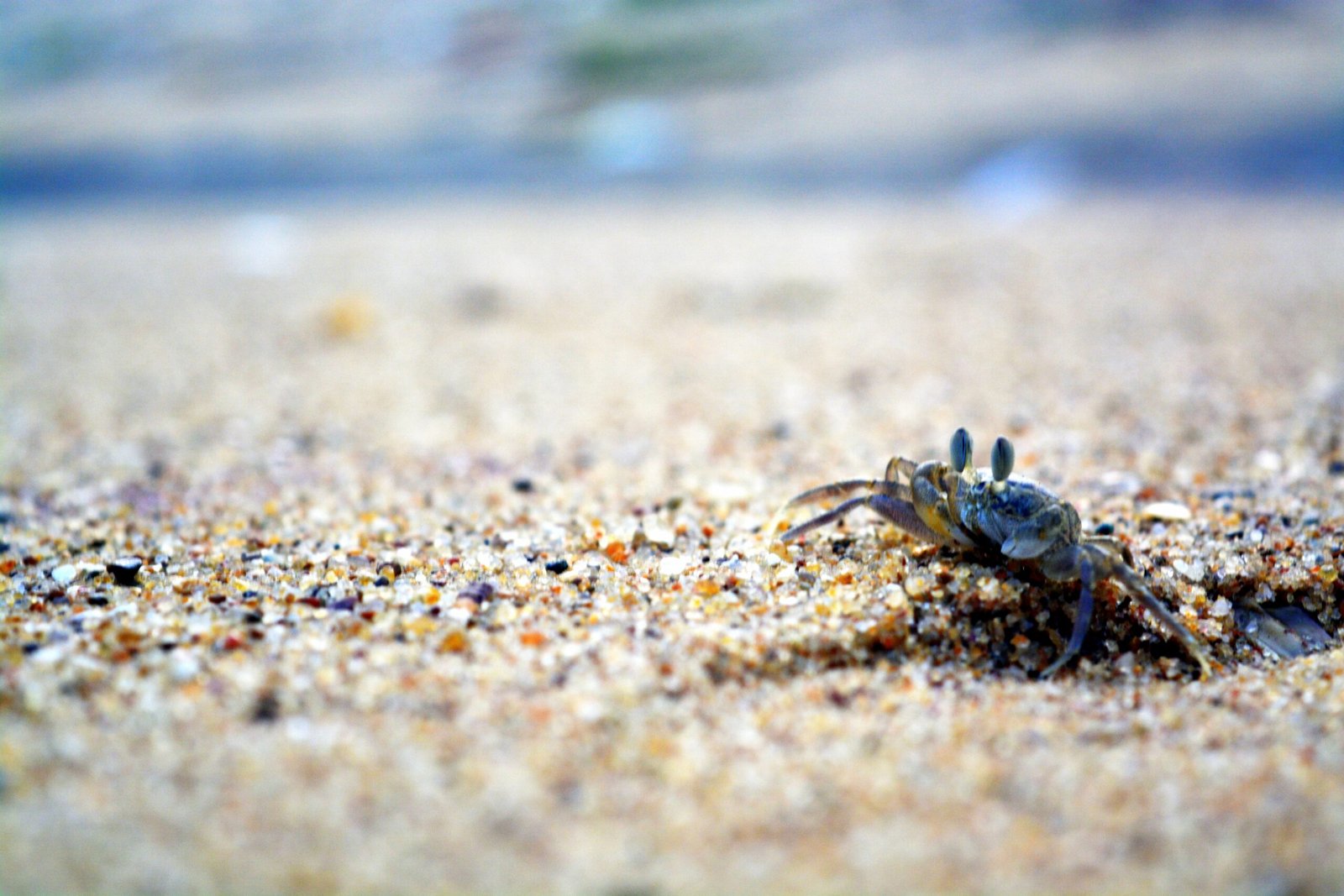 What the Future Holds for Crab Fashion (image credits: wikimedia)