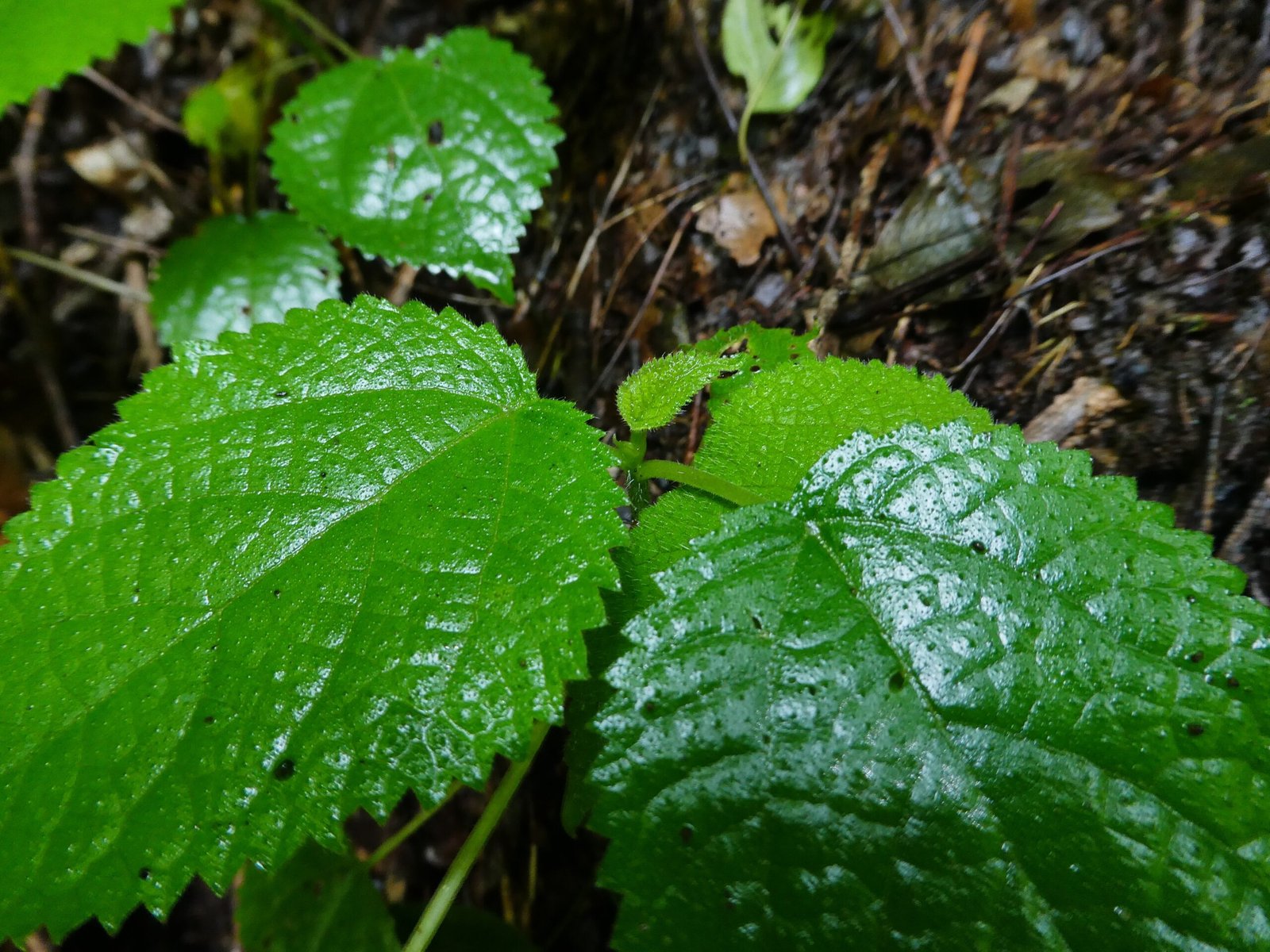 A Disarmingly Innocent Appearance (image credits: wikimedia)