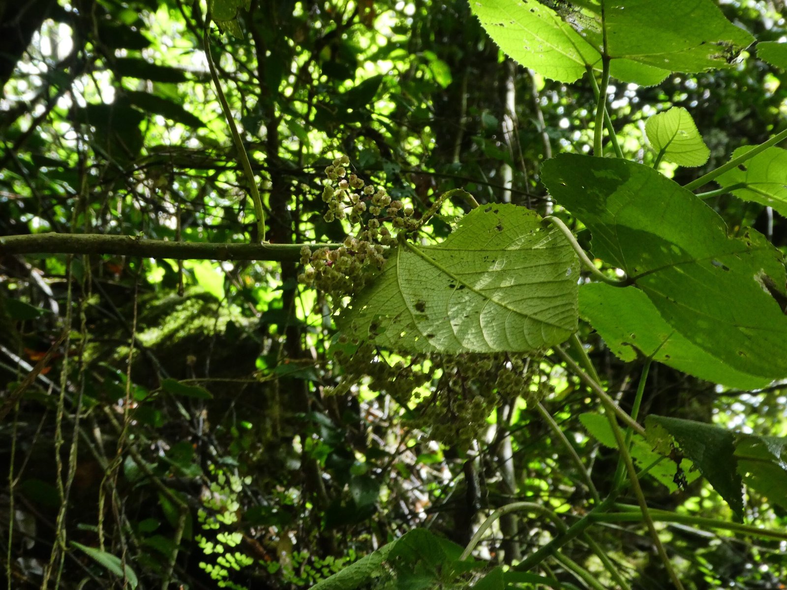 Stories from the Field: Human Encounters (image credits: wikimedia)