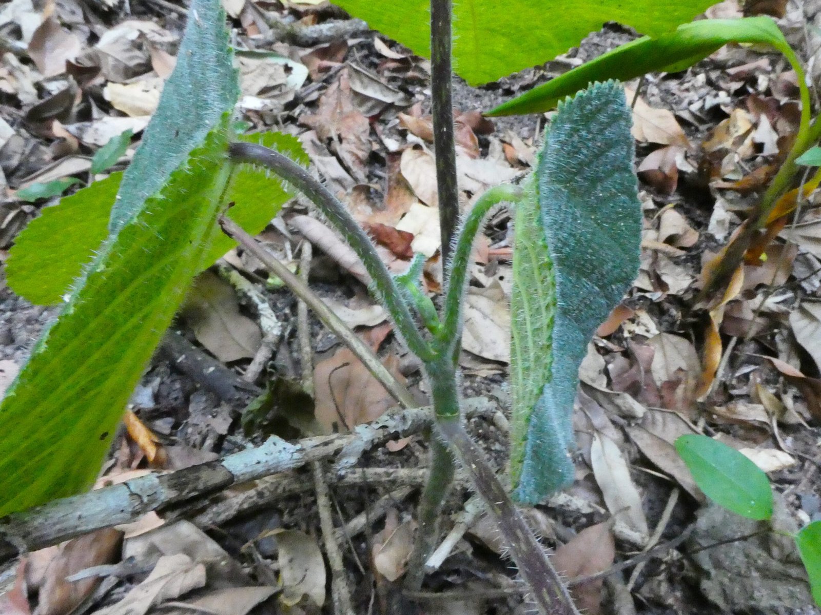 Why Evolution Made This Tree So Deadly (image credits: wikimedia)