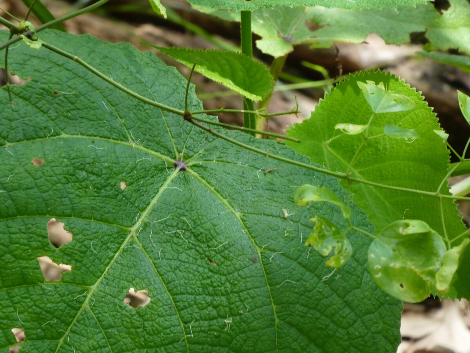 Inside the Venom: What Makes It Unique? (image credits: wikimedia)