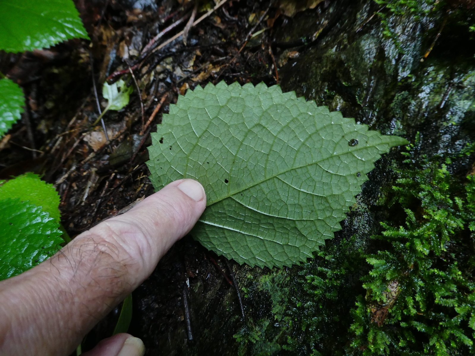 Invisible Danger: Why the Sting Is So Hard to Avoid (image credits: wikimedia)