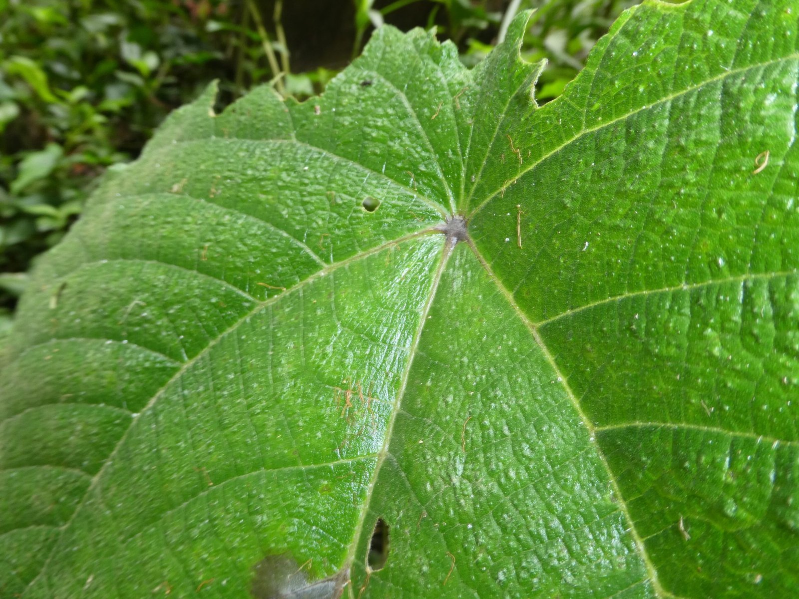 Traditional Knowledge and First Aid (image credits: wikimedia)