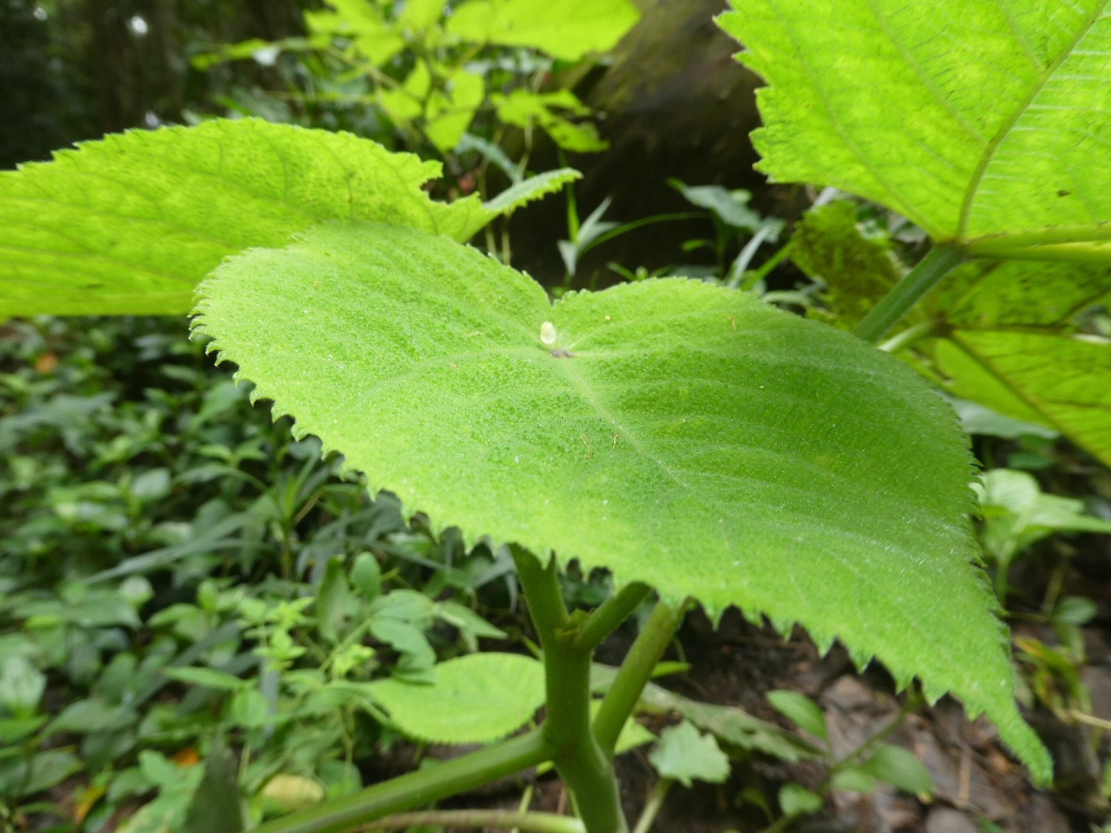 The Plant’s Role in the Ecosystem (image credits: wikimedia)