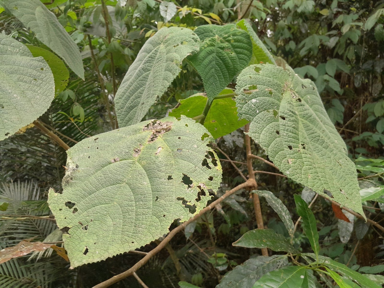 Modern Research: Turning Pain into Progress (image credits: wikimedia)